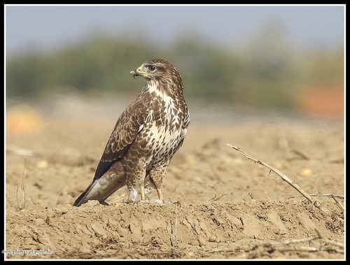 Buse variable